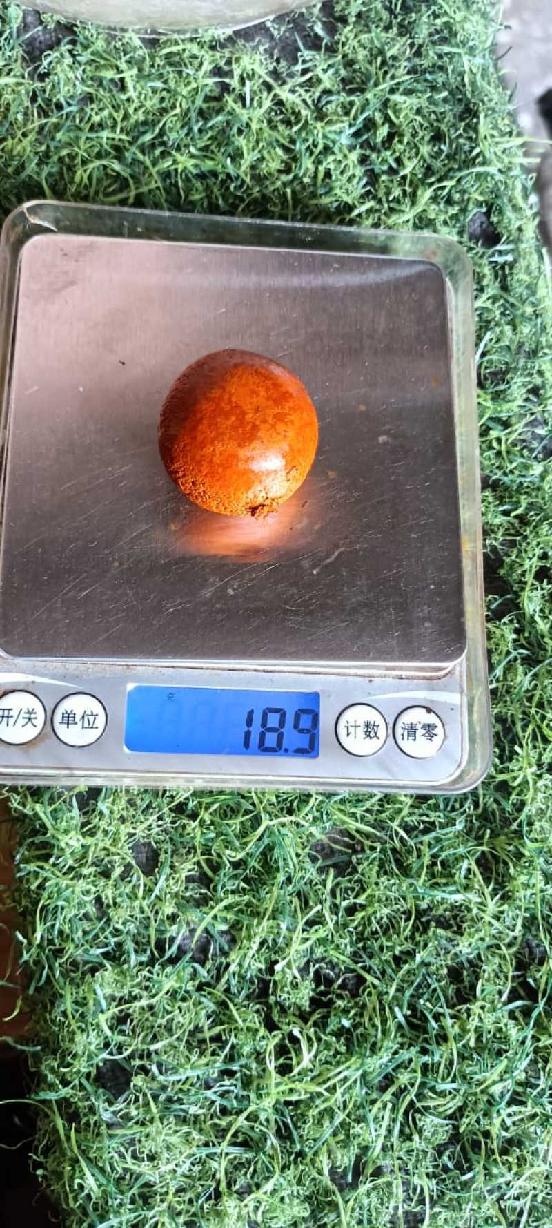 天然牛黄