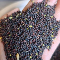 黑油菜籽