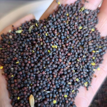 黑油菜籽