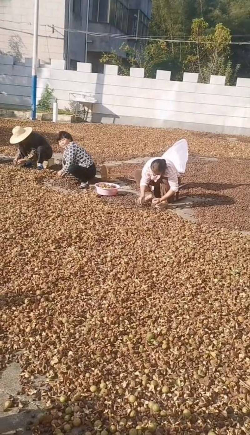 纯正山茶油