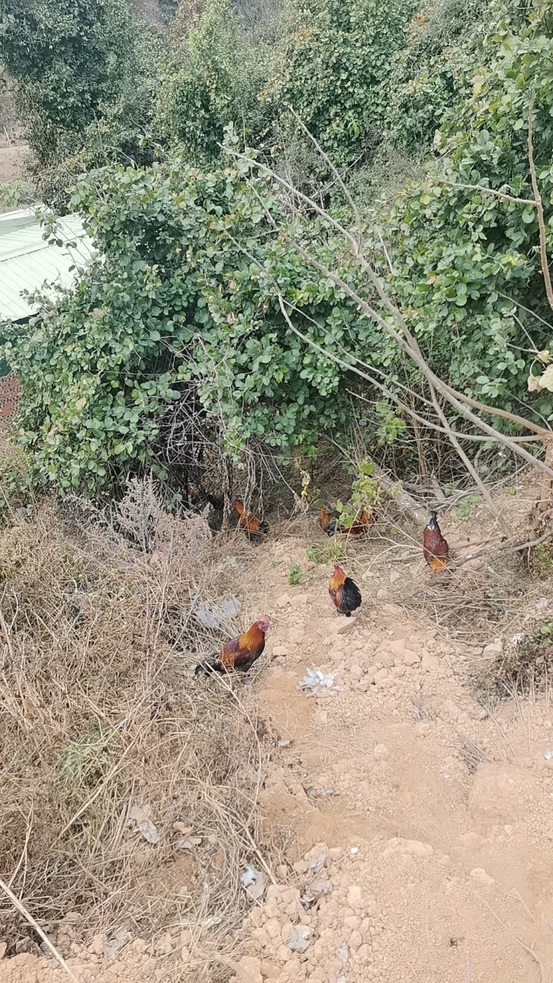 放山土鸡
