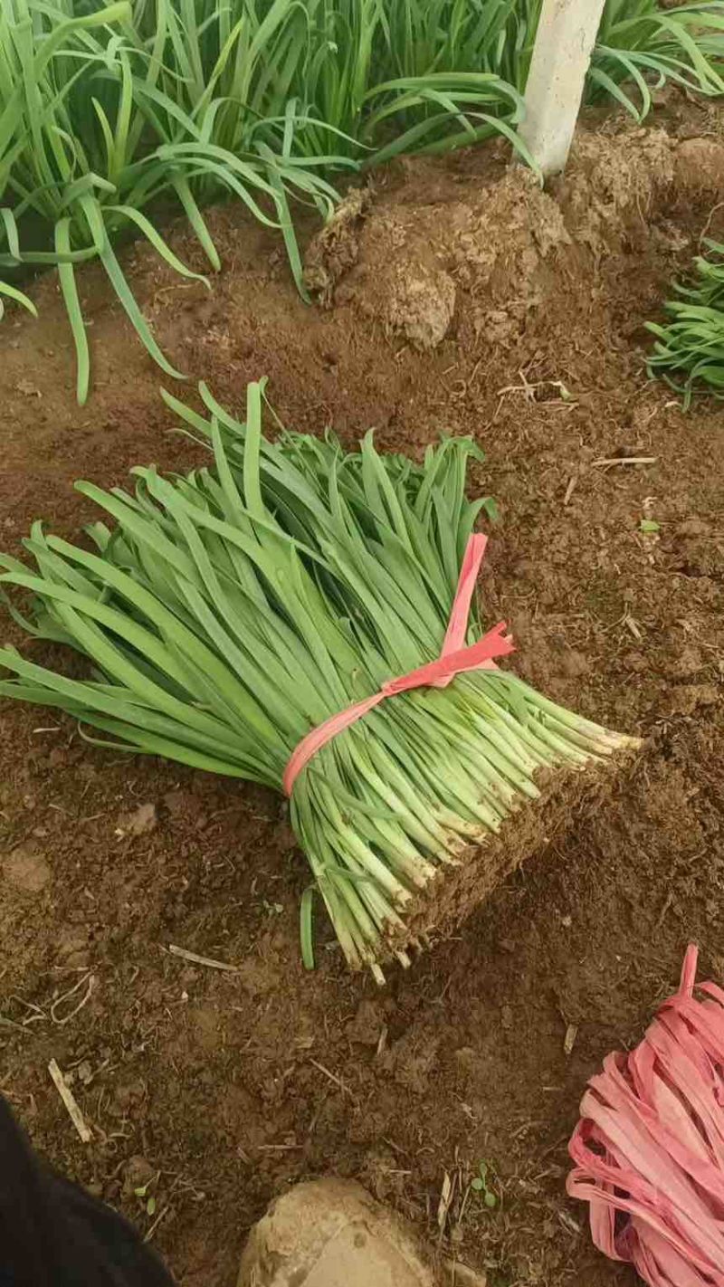 韭菜