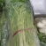 芹菜
