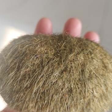猪宝