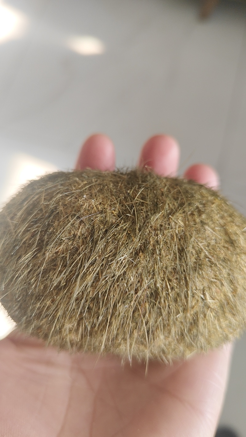 猪宝