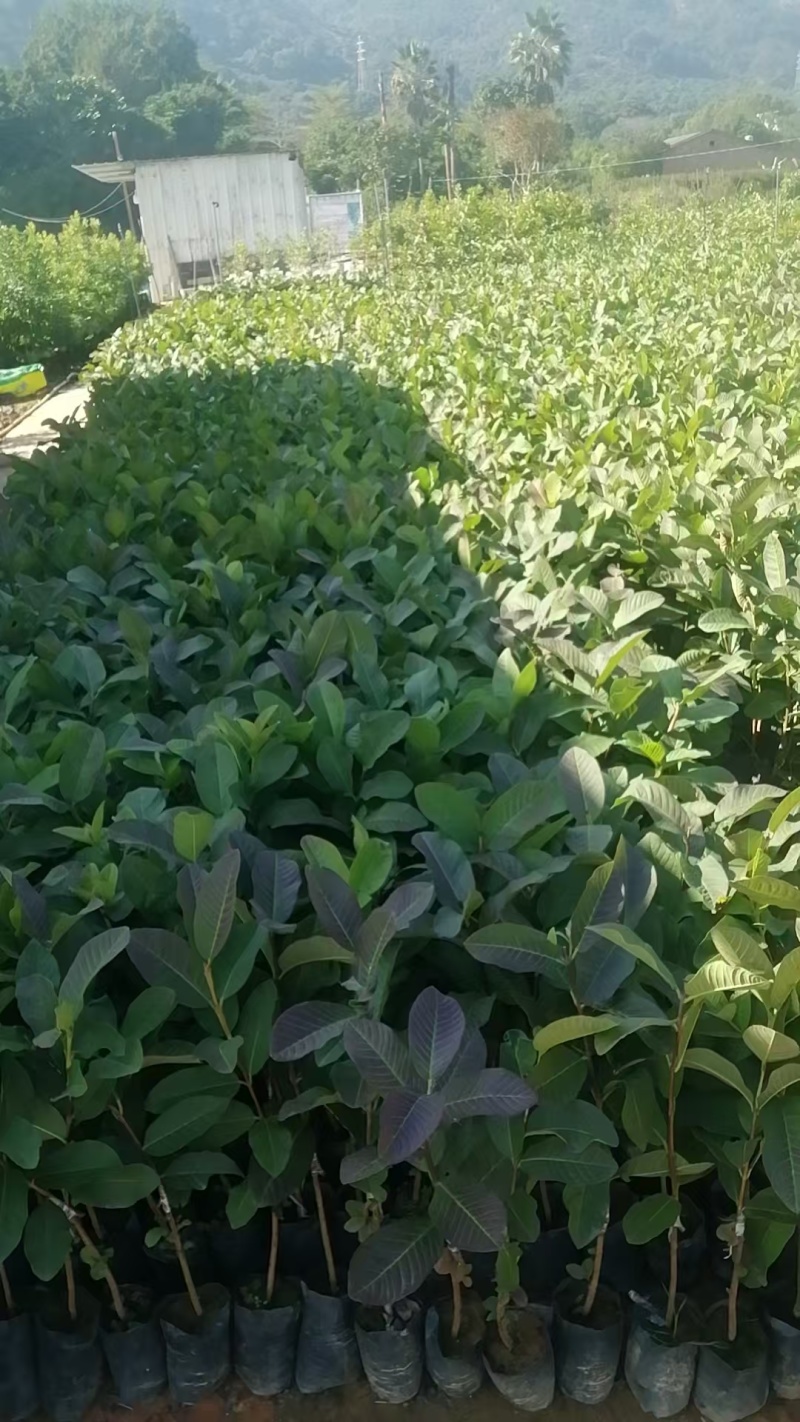 番石榴芭乐苗