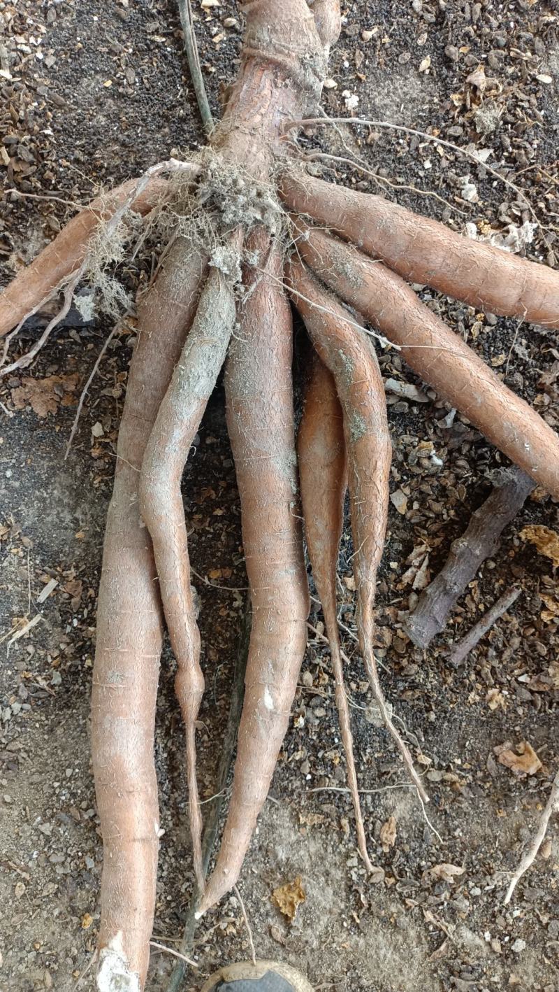 木薯