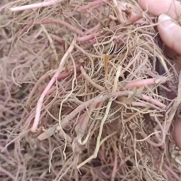 紫苑苗紫苑芽基地直供产地直发量大价优欢迎联系