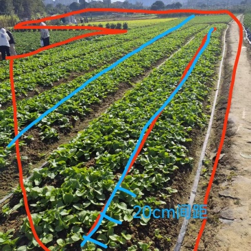 有0.5亩新鲜生菜处理500-800斤，过年回家