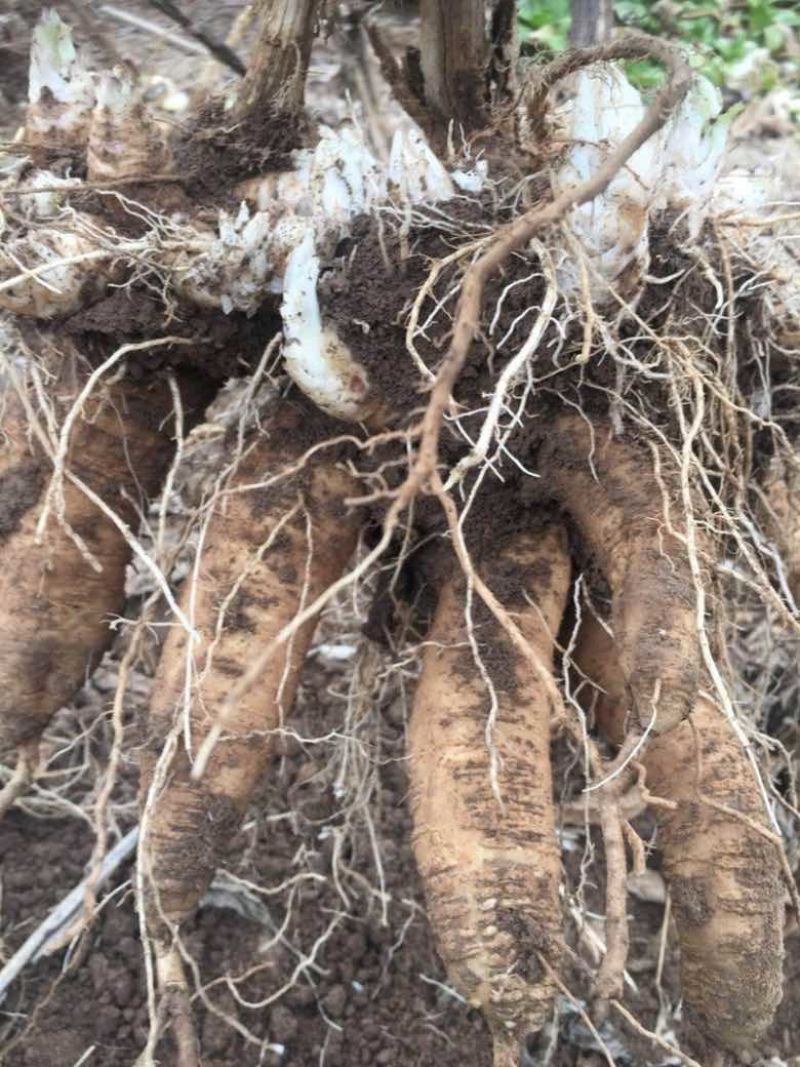 玄参苗玄参芽提供技术指导包回收大型育苗基地