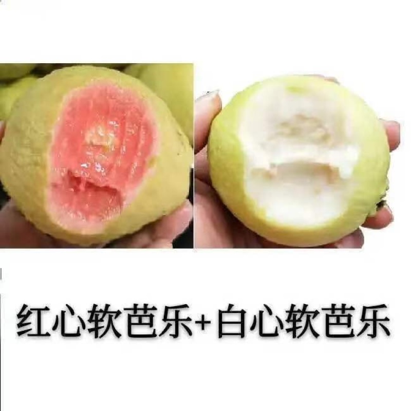 芭乐番石榴