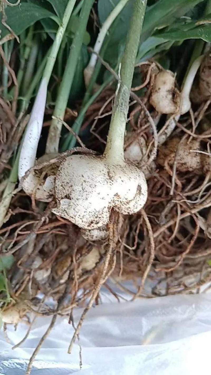 黄精苗药材苗多花黄精种苗基地直供成活率高包技术回收