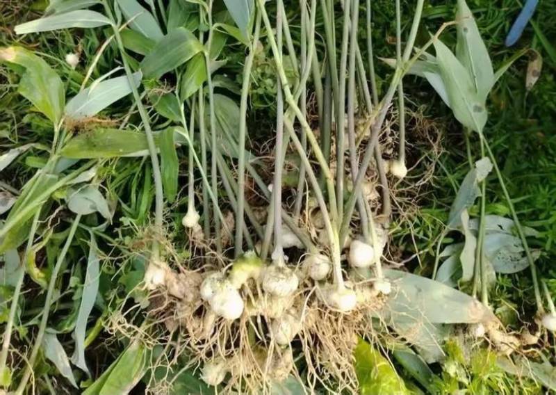 黄精苗药材苗多花黄精种苗基地直供成活率高包技术回收