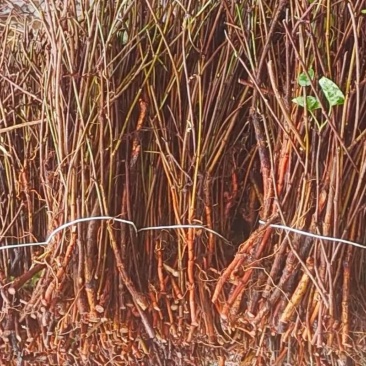 何首乌苗成活率高好管理提供种植技术种植简单全国就近发货