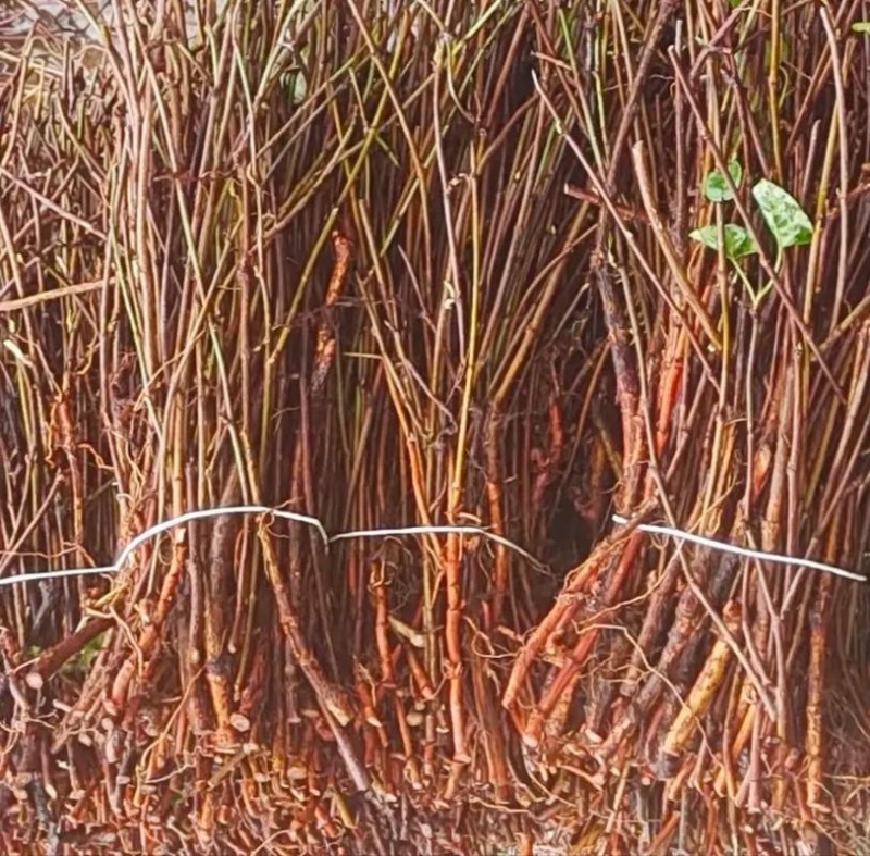 何首乌苗成活率高好管理提供种植技术种植简单全国就近发货
