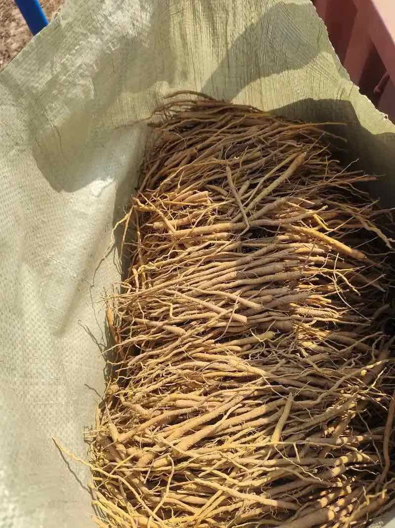 黄芩苗大型育苗基地免费提供技术指导包回收全国就近安排货源