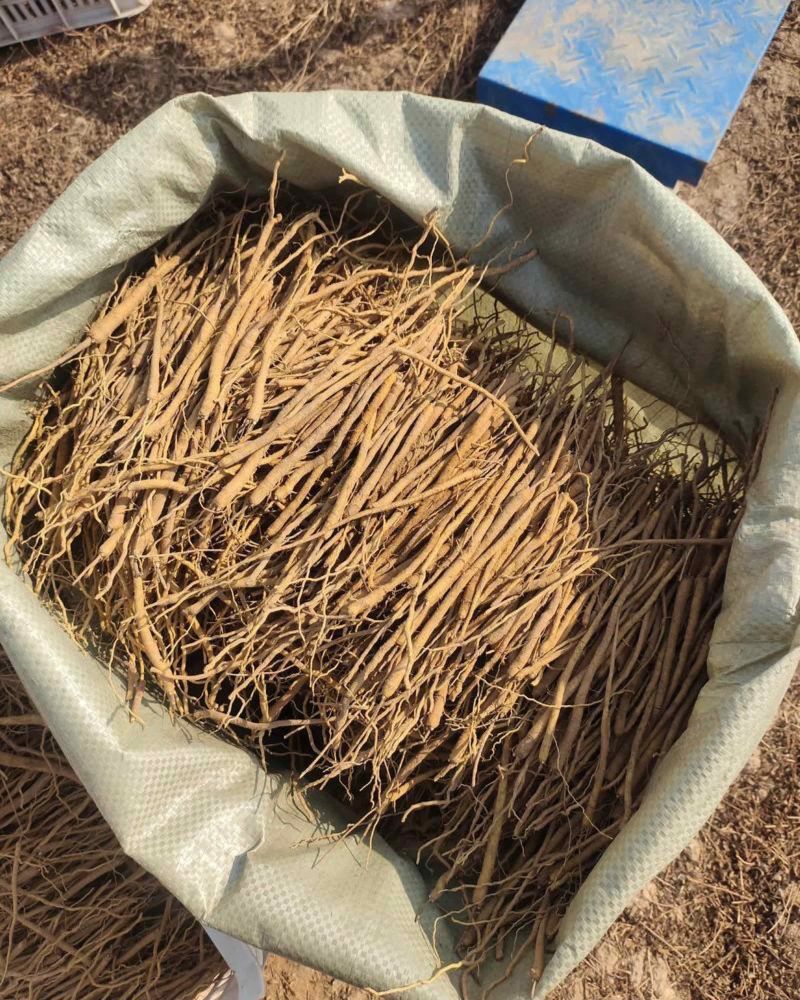 高产防风苗基地直发提供技术指导产地直发量大价优