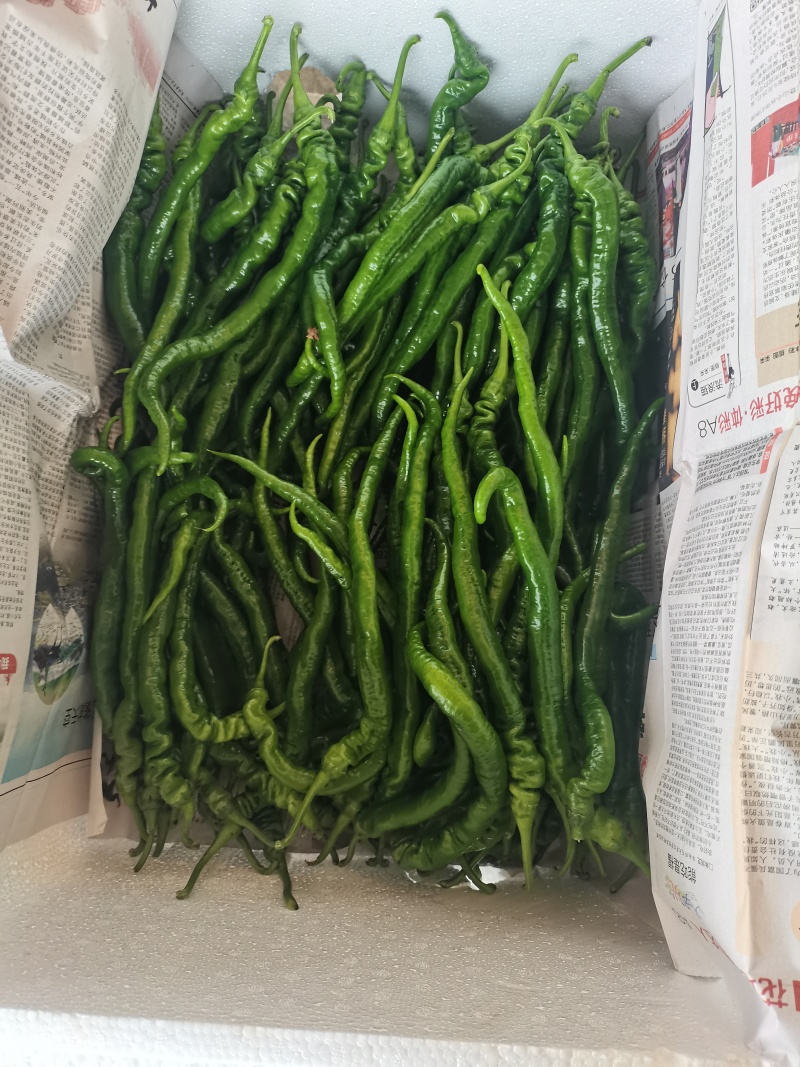 螺丝椒