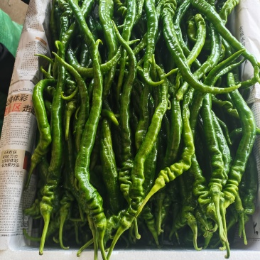 螺丝椒
