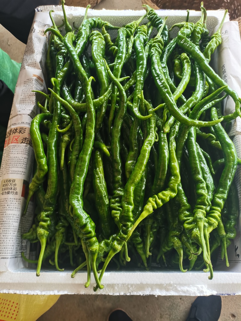 螺丝椒