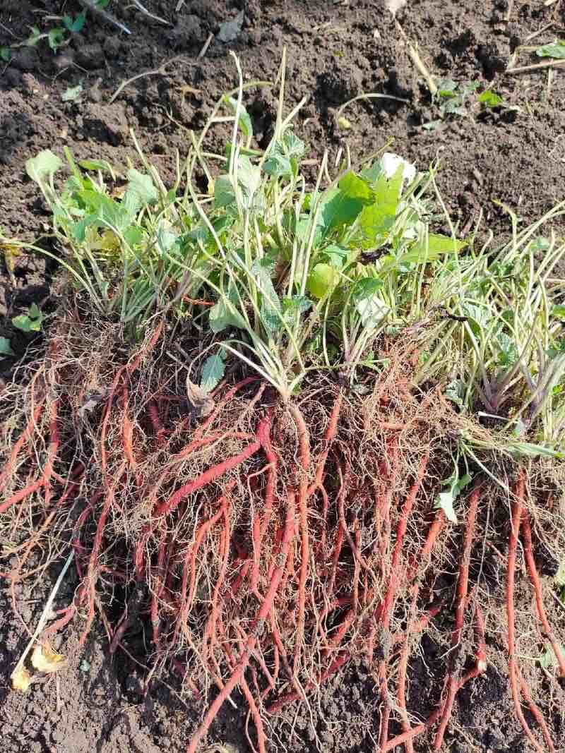 供应优质丹参苗提供丹参苗栽培技术基地直供量大价优全国就近发货
