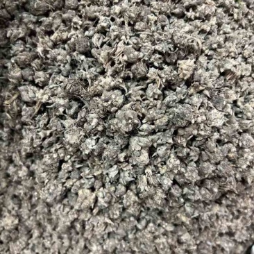 猫爪草精品货源中药材批发猫抓草质量保证欢迎联系