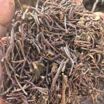 紫苑无硫中药材产地直发量大价优质量保证欢迎联系