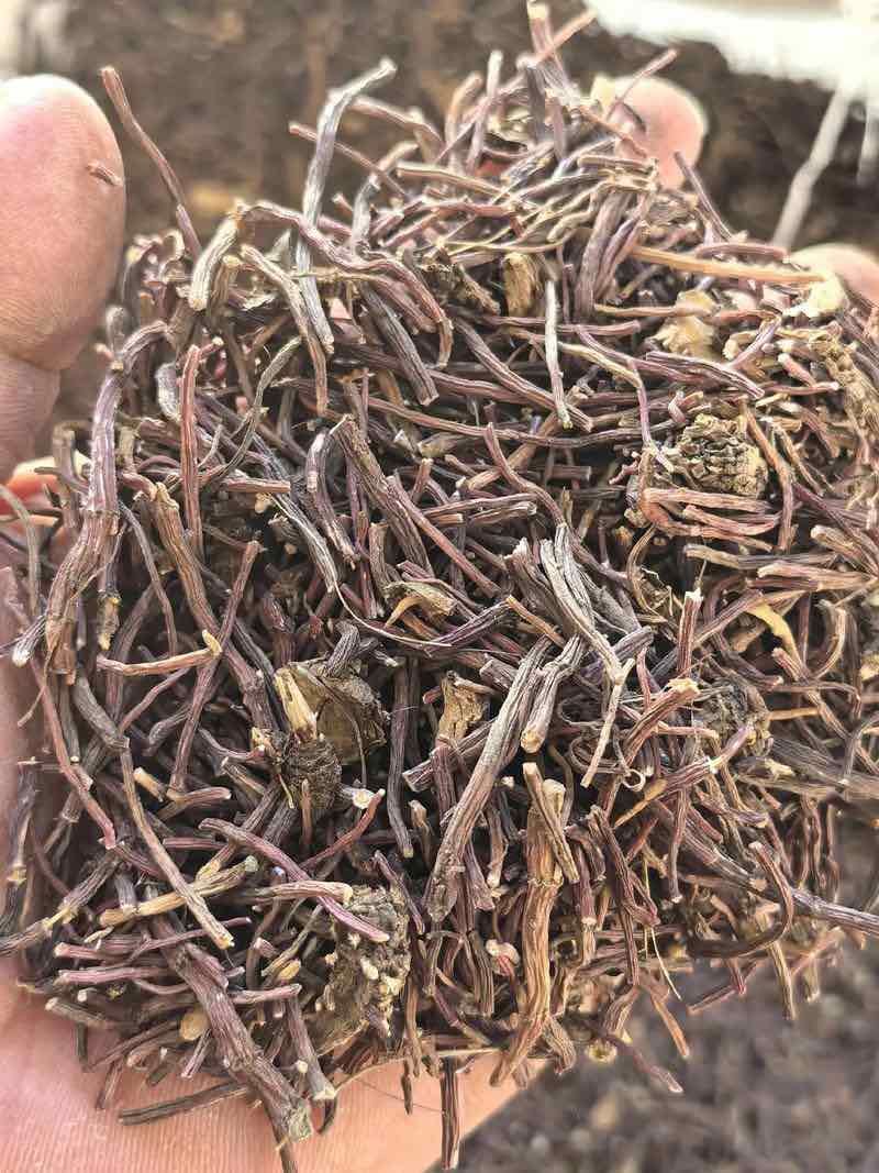 紫苑无硫中药材产地直发量大价优质量保证欢迎联系