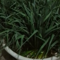 蒜苗