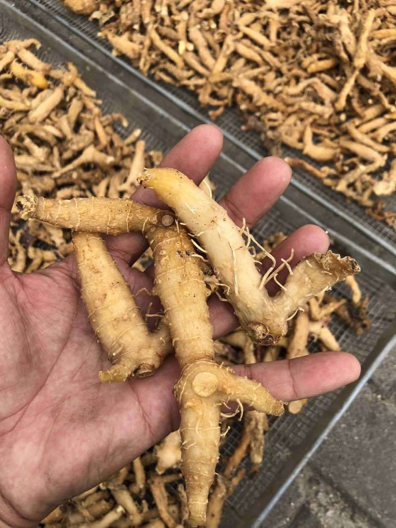 黄精野生黄精鲜货干货鸡头黄精多花黄精九蒸九晒各种规格