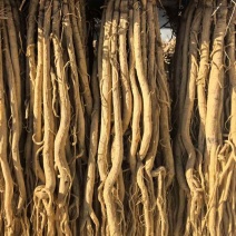 防风规格齐全基地直发质量保证量大干货鲜货各种规格