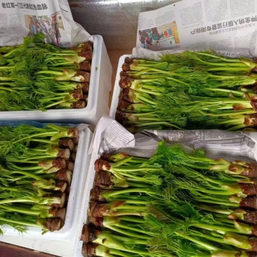 东北山野菜刺嫩芽