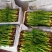 东北山野菜刺嫩芽