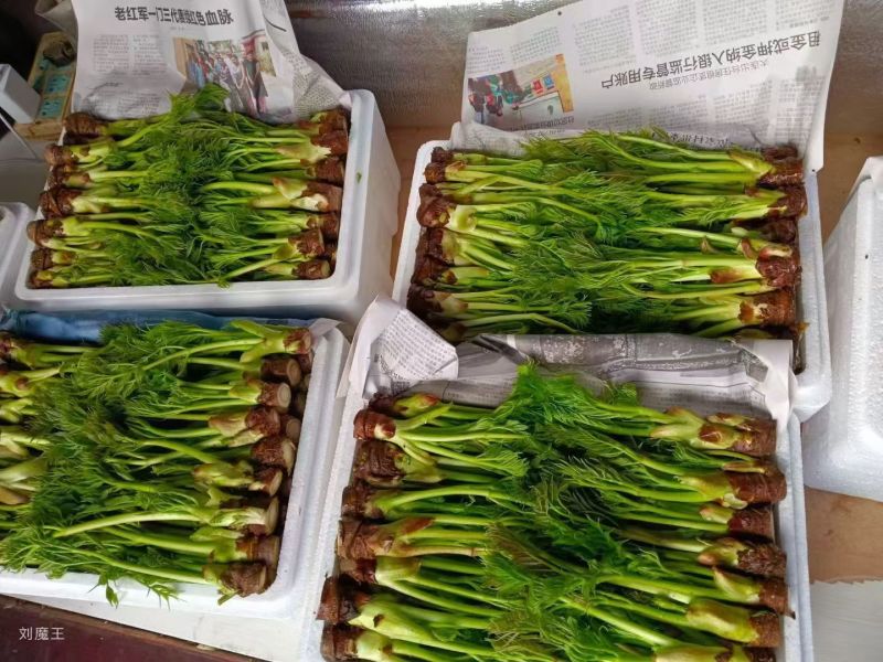 东北山野菜刺嫩芽