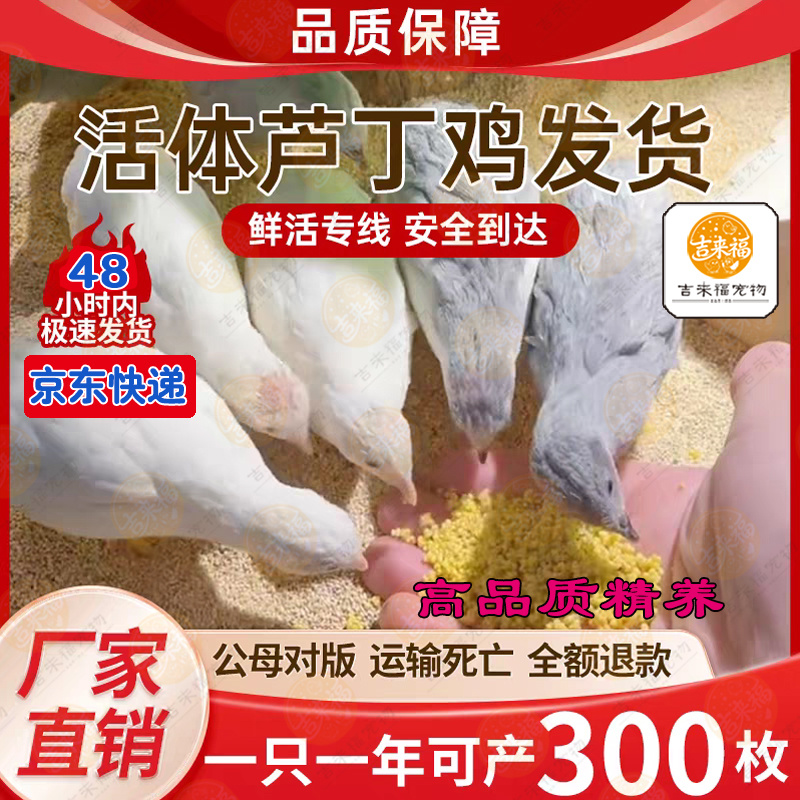 出售芦丁鸡
