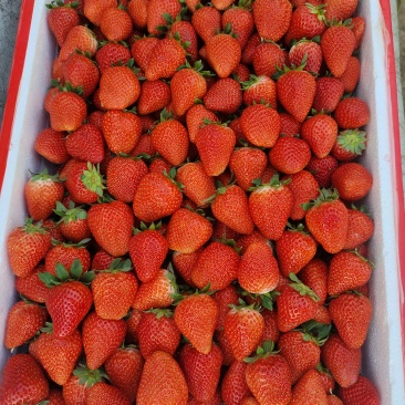 草莓🍓、