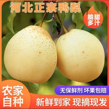 河北鸭梨