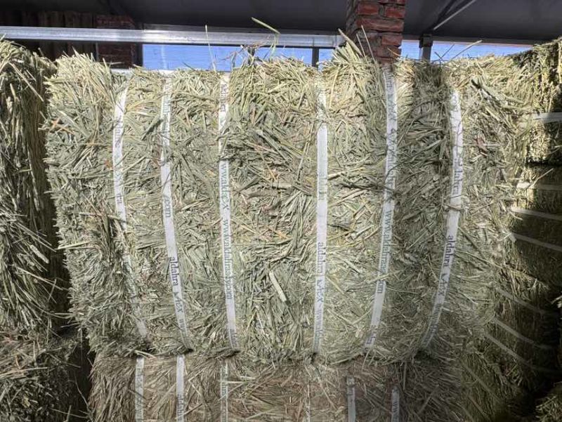 美国进口优质ACX提摩西草