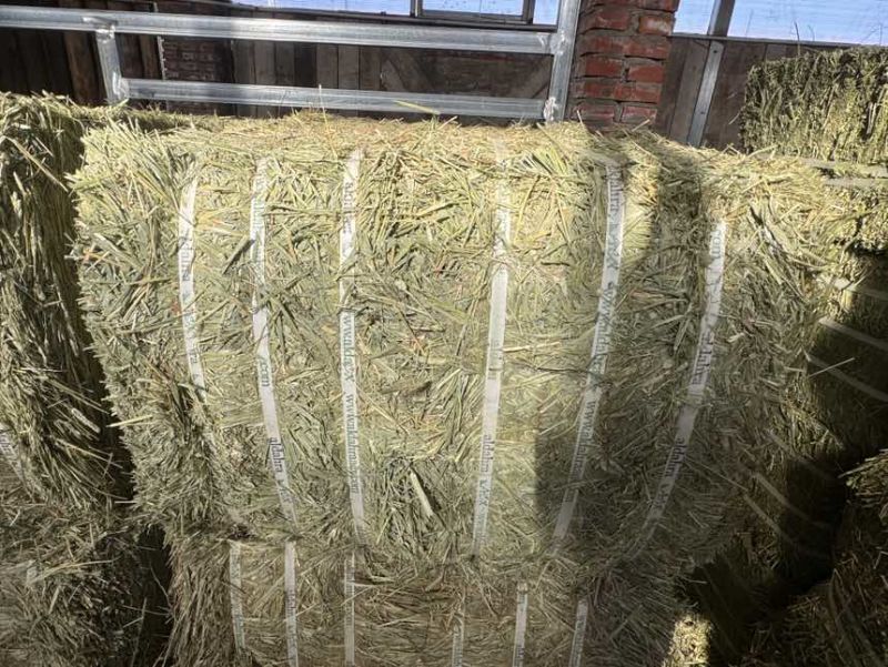 美国进口优质ACX提摩西草
