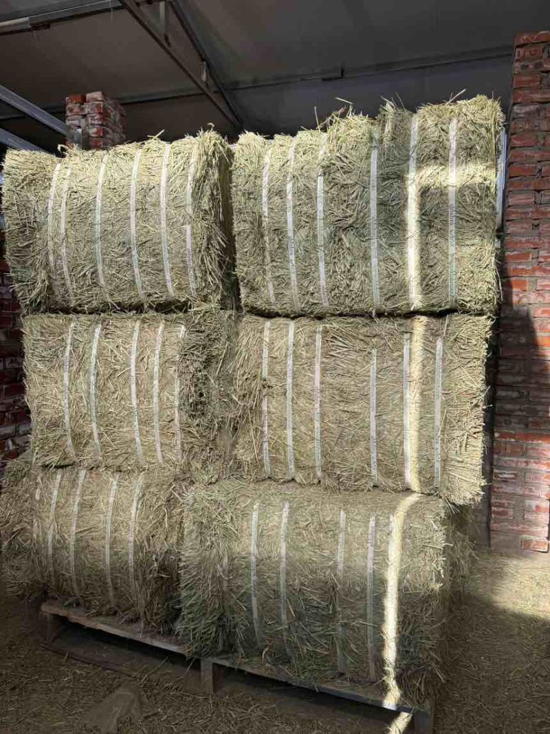 美国进口优质ACX提摩西草