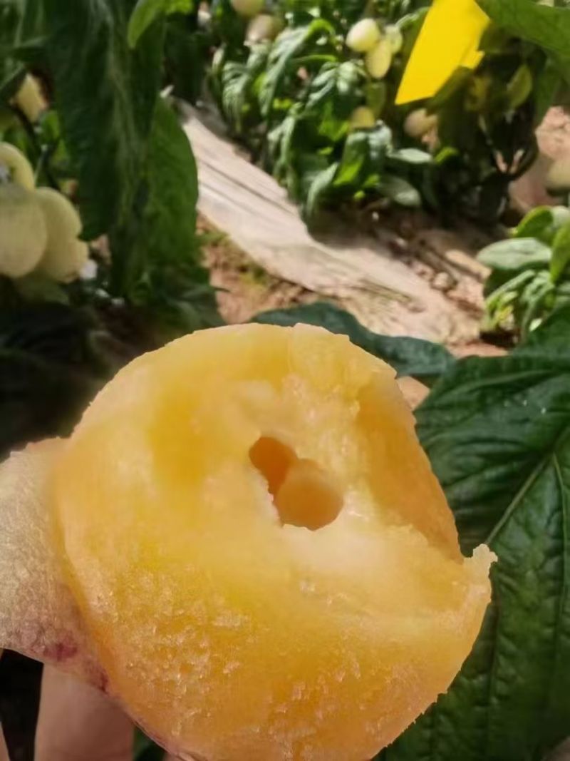 人参果