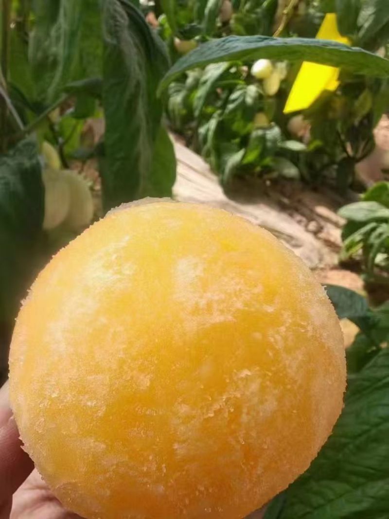人参果