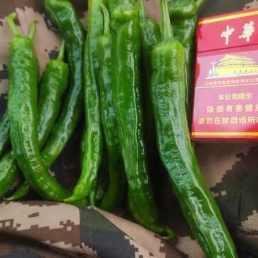 基地新苗彩箱货，泡沫箱，有三万斤的2307