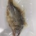 安徽臭鳜鱼