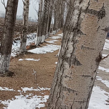 黑龙江杨树