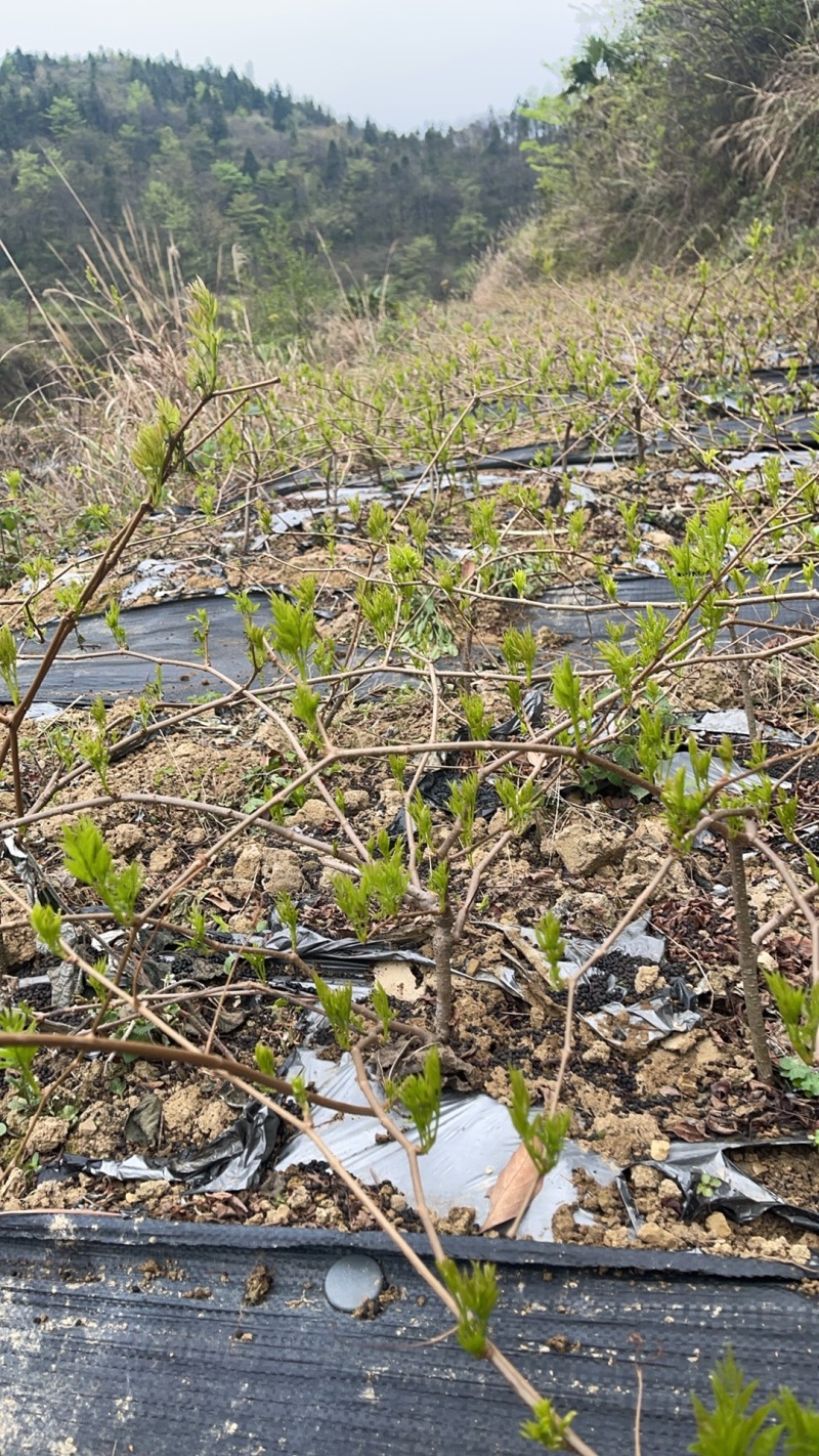 自产莓茶、藤茶、