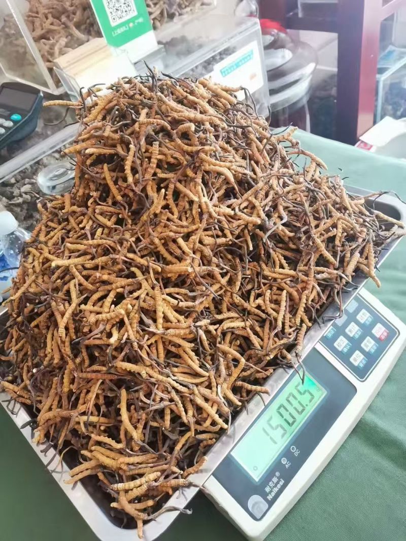 冬虫夏草