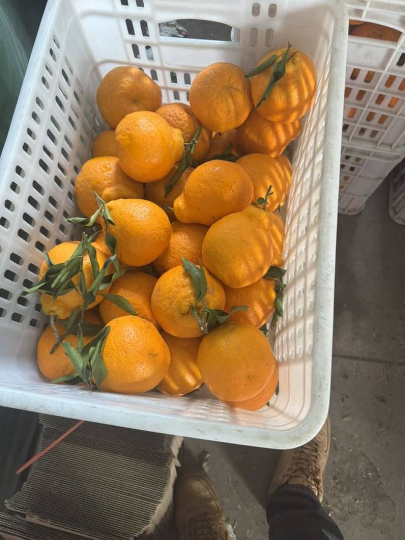 耙耙柑