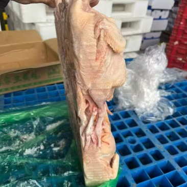 一级三黄鸡11只200件清库