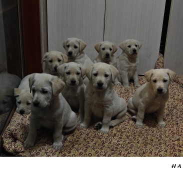 狗幼犬